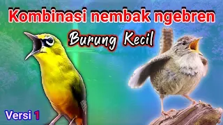 kombinasi masteran nembak ngebren masteran burung kecil