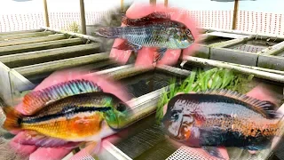 Download *PRIVATE* Rare Cichlid Fish Farm Tour MP3