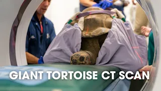 GIANT TORTOISE CT SCAN! 🐢🐢