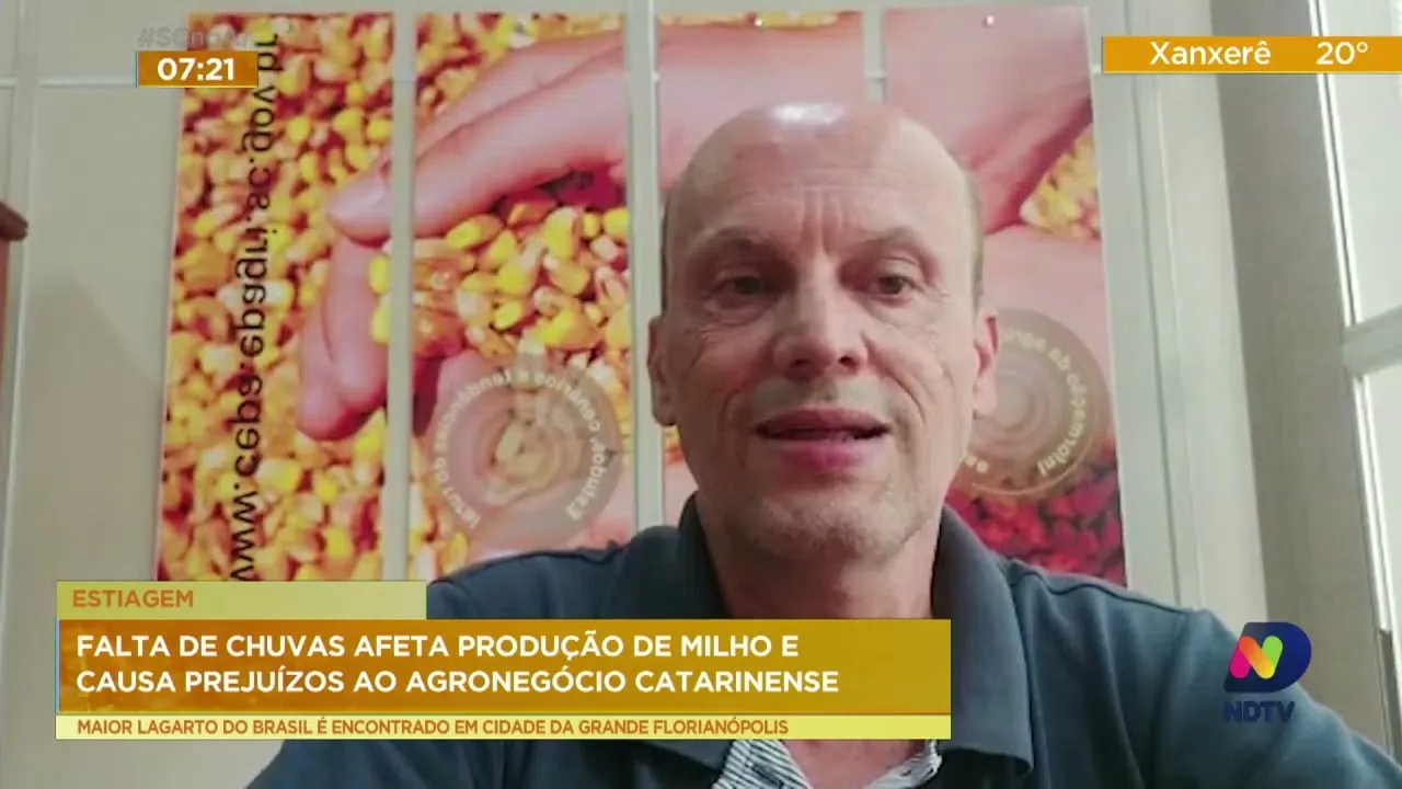 Falta de chuvas afeta produção de milho e causa prejuízos ao agronegócio catarinense