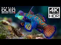 Download Lagu OLED TEST | Amazing Dolby Vision 4K HDR 60fps