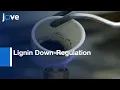 Download Lagu Lignin Down-Regulation Of Zea mays Via dsRNAi \u0026 Klason Lignin Analysis l Protocol Preview