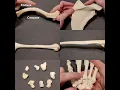 Identification of Bony Landmarks - Upper Extremity
