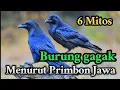 Lagu INILAH 6 MITOS SUARA BURUNG GAGAK HITAM MENURUT PRIMBON JAWA