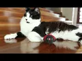 BB8 The Conqueror