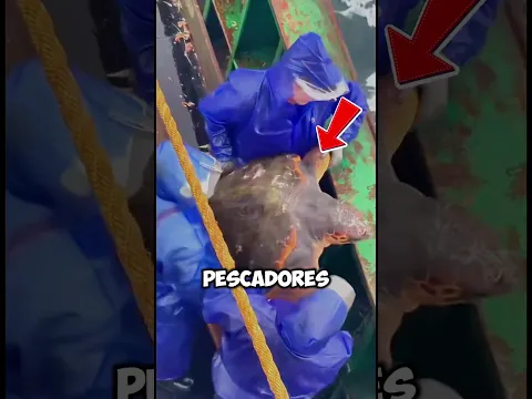 Atraparon este gigante y pasó lo inesperado 🐢🌊