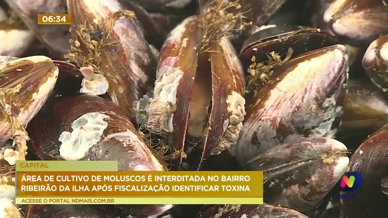 Área de cultivo de moluscos é interditada no Ribeirão da Ilha após fiscalização identificar toxina