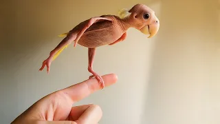 Este pájaro no tenía plumas… pero hizo esto