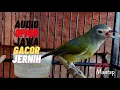 Download Lagu OPIOR JAWA FULL GACOR VARIASI JERNIH