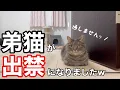 Download Lagu 弟猫が部屋に入れてもらえず、まさかの門前払い...その理由は...