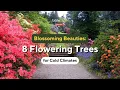 Blossoming Beauties The Top 8 Flowering Trees for Cold Climates