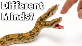 i got a pet 2 headed snake 0 001 