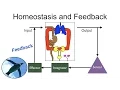 Homeostasis and Feedback Physiology