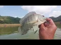 Lagu SPOT DEKAT WGM DIHUNI BABON NILA‼️WADUK PARANGJOHO EROMOKO #mancing #fishing #ikan