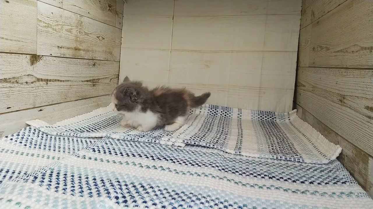 動画