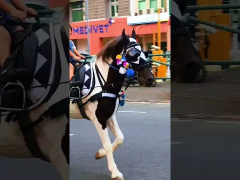 Naik delman istimewa ~ lagu anak populer #kuda #delman #horse #shortvideo