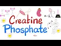 Lagu Muscle Creatine (NOT Creatinine) - Creatine Phosphate (Phosphocreatine), Creatine Kinase - Labs