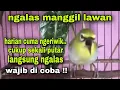 Lagu Pancingan Pleci Ngalas Manggil Pleci Lain