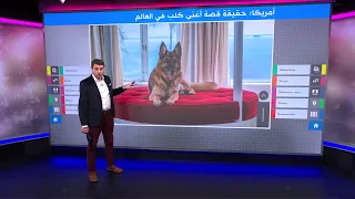 ما هي قصة غانثر السادس  أغنى كلب في العالم  دندنها