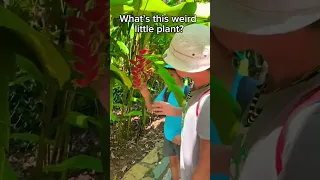 Botanical gardens are amazing! #shorts #sailing #sailingfamily #boatlife #botanicalgarden