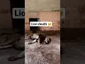 Download Lagu Lion death 🥹  #lion #zoolion  #bahawalpur  #allahuakbar #shortsviral #lionvideo #shorts #viralvideo