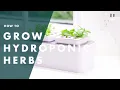 How To Grow Hydroponic Herbs Bunnings Warehouse