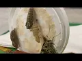 Grow Your Own Butterflies at Home