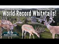 Rocky Ridge The Standard in Ethical Whitetail Breeding