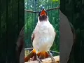 Download Lagu Suara pancingan burung kutilang gacor garuda