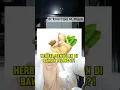 Download Lagu HERBAL, BENJOLAN DI BAWAH TELINGA?!