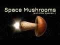 Simulating Lifeforms in a Procedural Galaxy Antimatter