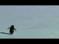 Nihilist Penguin Werner Herzog