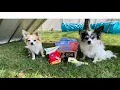 Opening Our Last Bark Box September 2022 Bark 2 School Theme