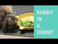 Life with a Bunny in a College Dorm