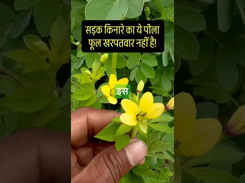 #हुरहर प्लांट