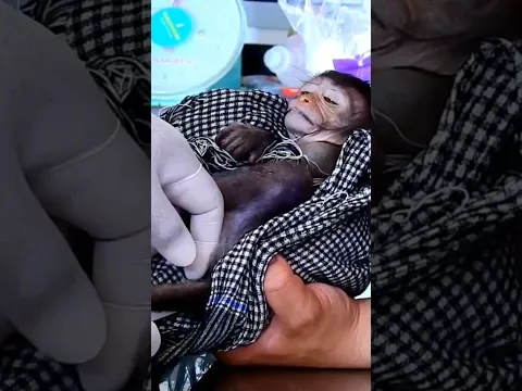 #babymonkeybobby #babyanimal #animals #babymonkey #babyprimate #cute #funnyanimal #wildlife