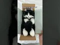 Realistic Cat Plush Handmade Companion Pet Gift Idea