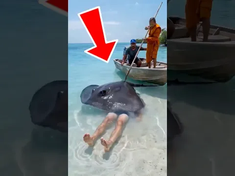 NO VAS A CREER estos animales te dejarán sin reacción