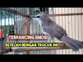 Download Lagu Trucukan Gacor Ngamuk Bikin Candu Semua Burung Trucuk pasti Nyaut ‼️@ponirankwokchannel