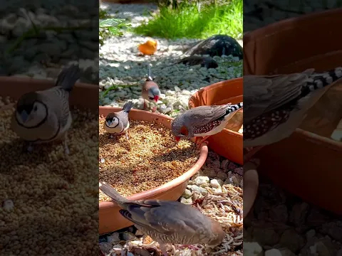 Finch Aviary Zebra Finch Owl Finch Red Headed Finch