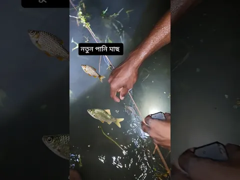 Freshwater and native fish #fishingbhola #youtubeshorts #shorts #facts