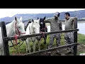 ZAMBA DE MI ESPERANZA JEEPEROS OFF ROAD Jeep Wrangler JK (Official Video)