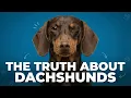 The Truth About Dachshunds What No One Tells You Before Getting One