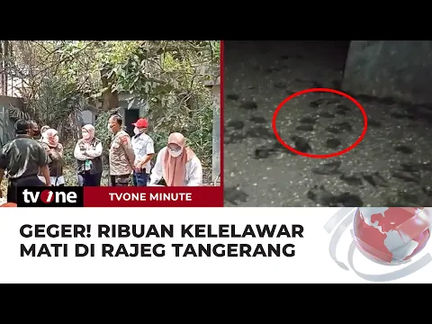 Ramai Bau Bangkai di Tangerang, Ternyata Ribuan Kelelawar Mati