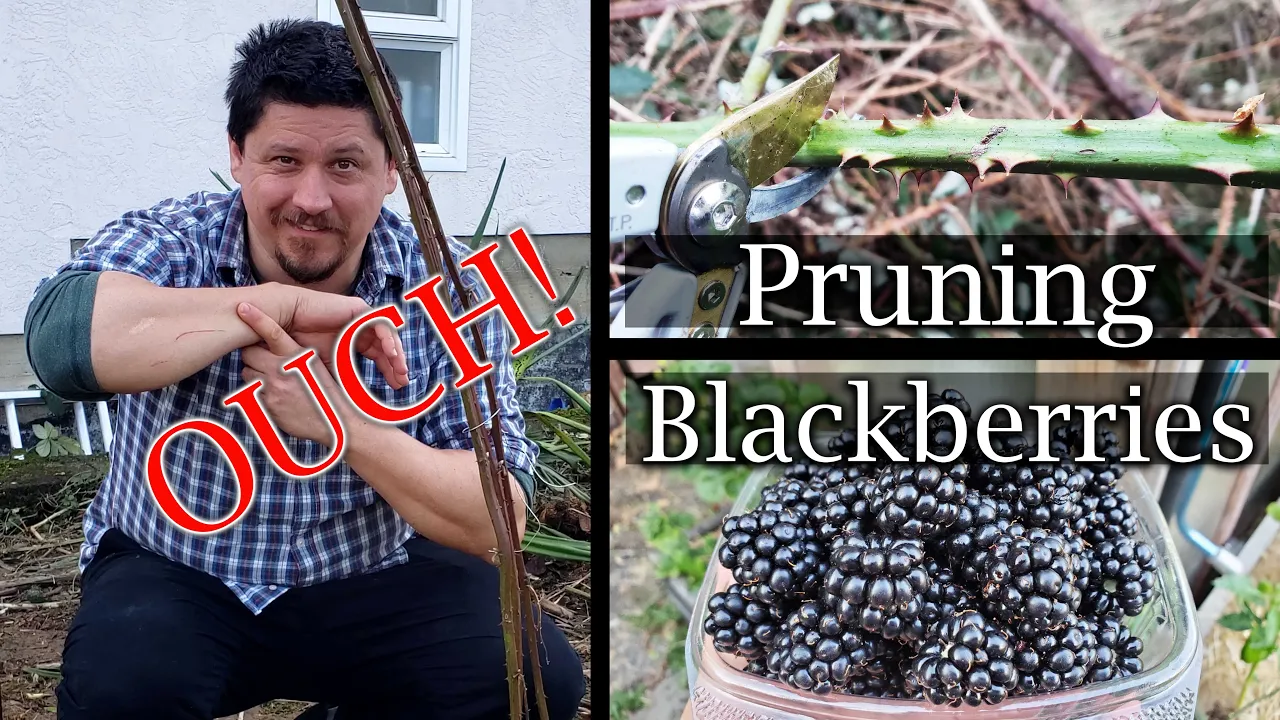 5 EASY Steps when Pruning Blackberries!