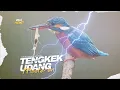 Download Lagu Tengkek Udang Gacor Panjang Suara Jernih