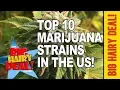 NEW Top 10 Marijuana Strains In The U S