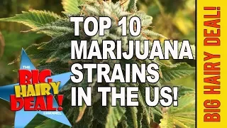 NEW Top 10 Marijuana Strains In The U S