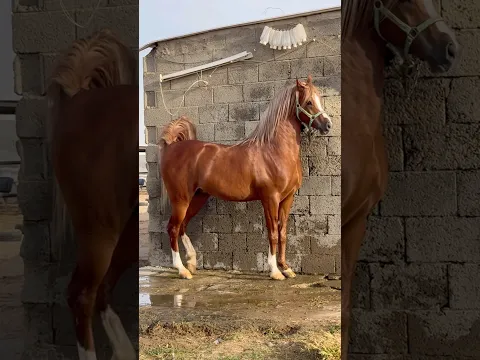 الفحل مرهاف.❤️🔥