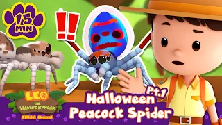 Let's explore with the Peacock Spider! Halloween: Part 1 | Leo the Wildlife Ranger | Animal Cartoons